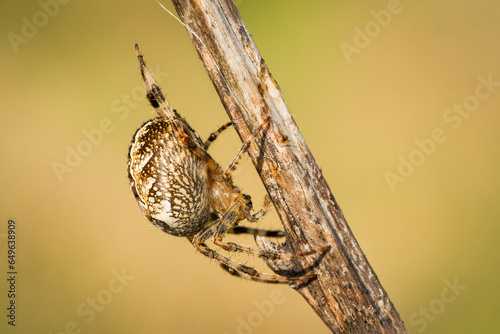 Uroczy pająk krzyżak na wiosennej łące