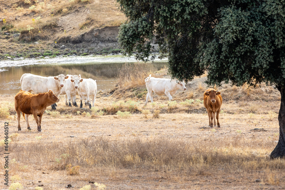 Obraz premium Cows in the fields of Salamanca, Spain