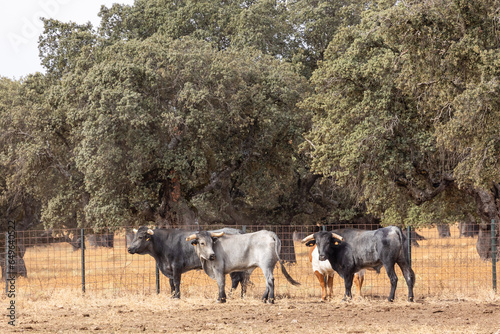 Cows in the fields of Salamanca, Spain © josevgluis