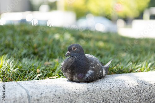 a close-up picture of a pigeon in the park