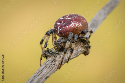 Śliczny czerwony pająk krzyżak na leśnej polanie
