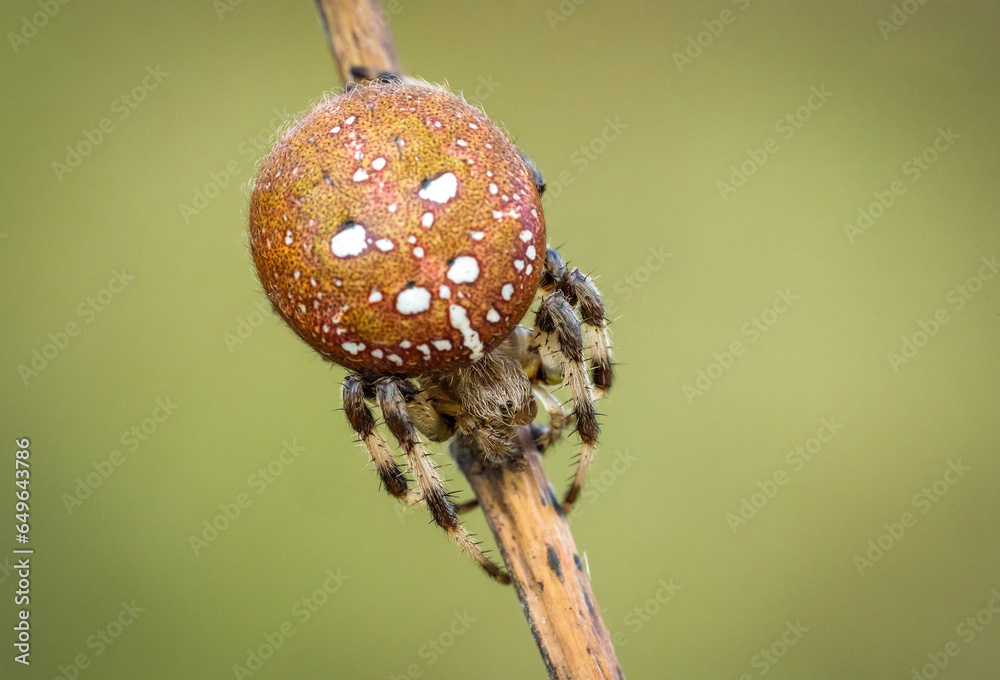Śliczny czerwony pająk krzyżak na leśnej polanie - obrazy, fototapety, plakaty 