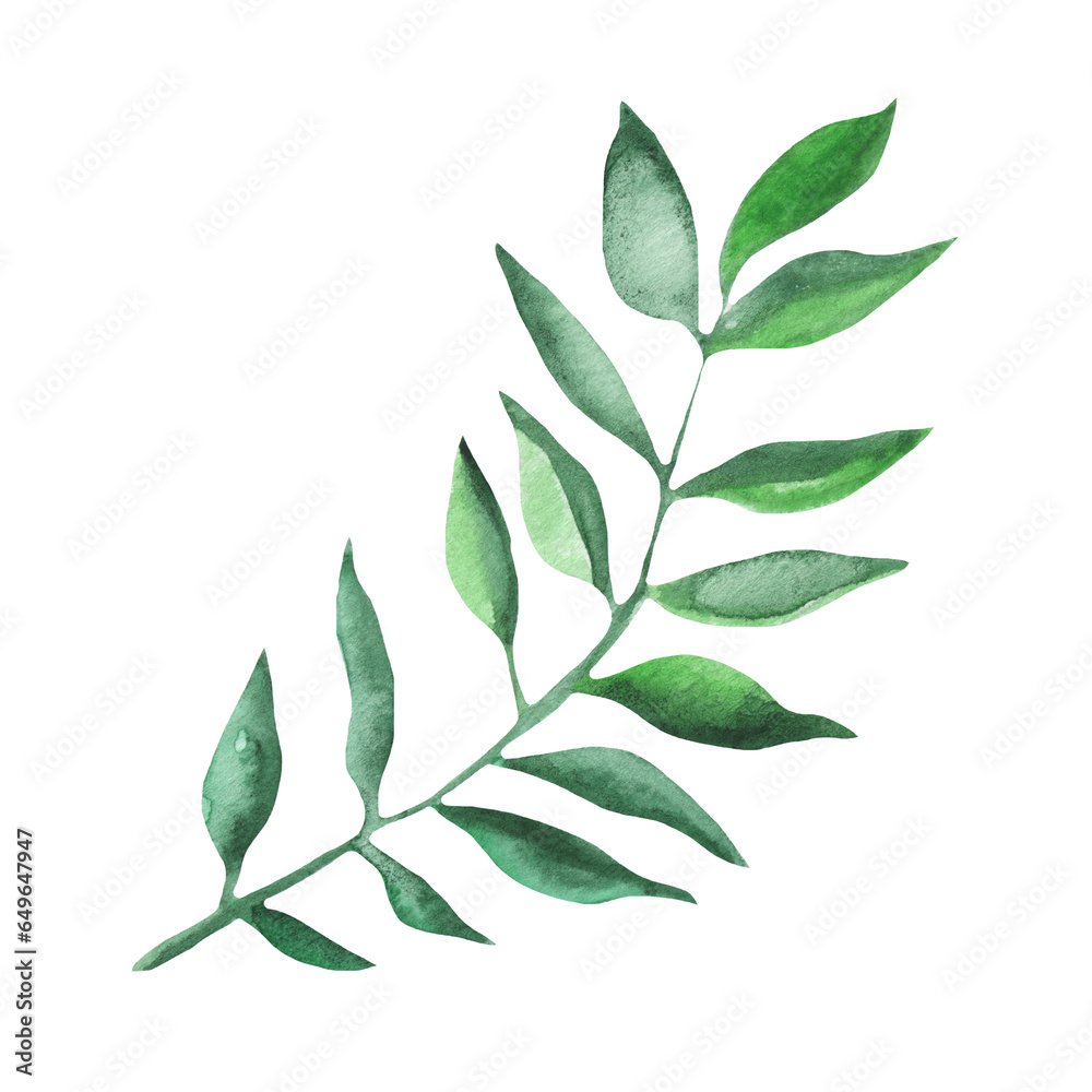 Watercolor Christmas plant. Hand drawn botanical element isolated on white background.Branch for modern natural design.