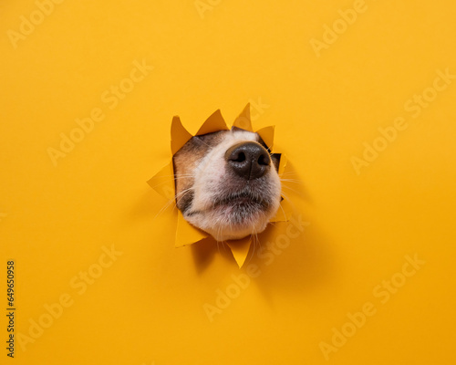 Bilde på lerret Dog jack russell terrier broke through orange cardboard background