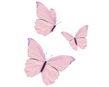 pink butterfly on white background waterclor 