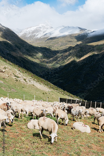 Herd of sheep grazing on a valley
