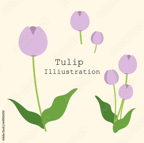 Set vector tulips on isolated background, botanical vector illustration for design