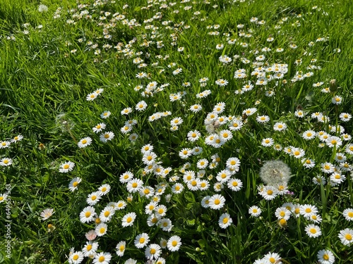 Beautiful white daisy flowers, dandelions and green grass growing outdoors