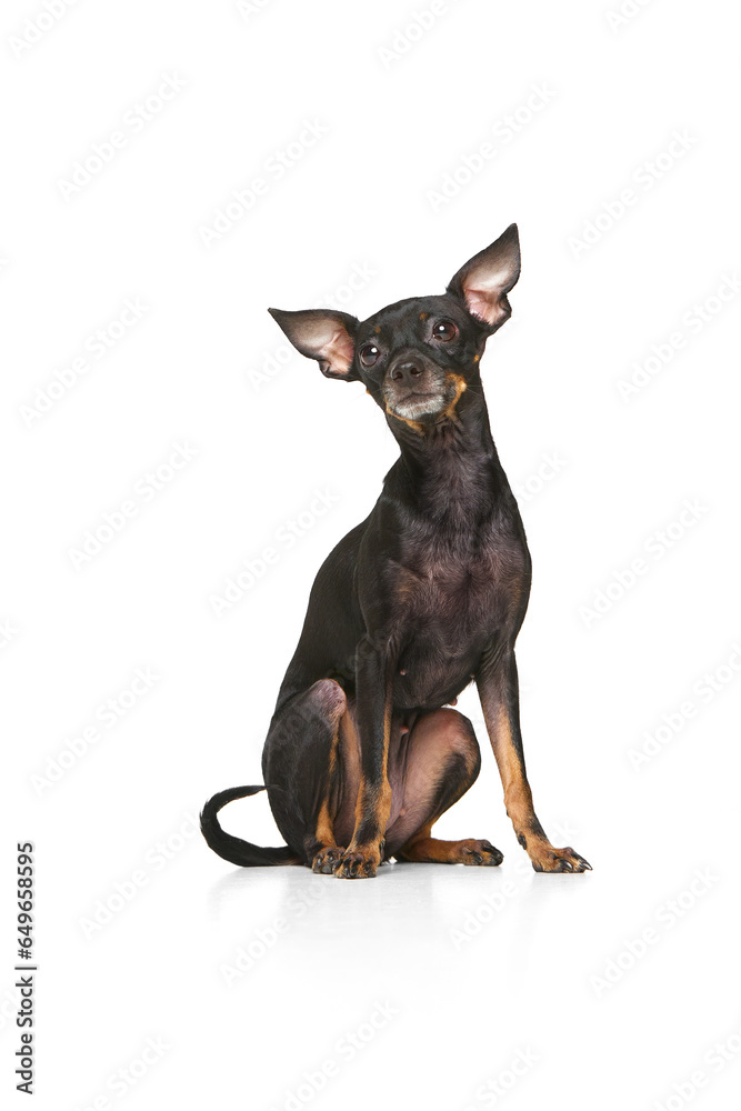 Front view. Shot of Pinscher puppy with big kind eyes posing isolated over white studio background. Cute charming dog. Close up