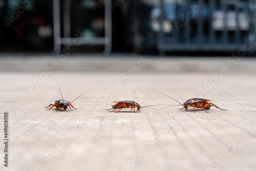 Фотография dirty cockroach walking on the floor, red cockroach disgusting insect in home, american cockroach walking along  house