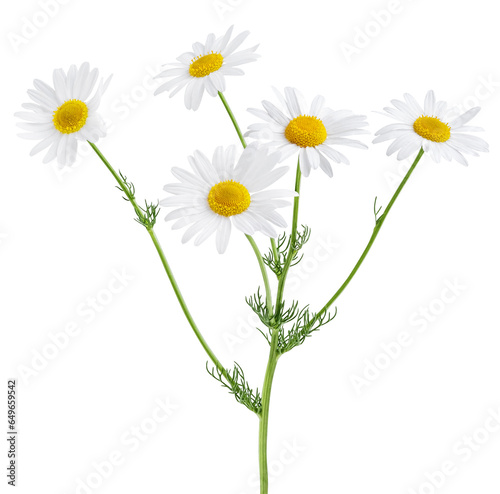 Chamomile flower isolated on white or transparent background. Camomile medicinal plant, herbal medicine. Bunch of chamomile flowers with green stem and leaves.