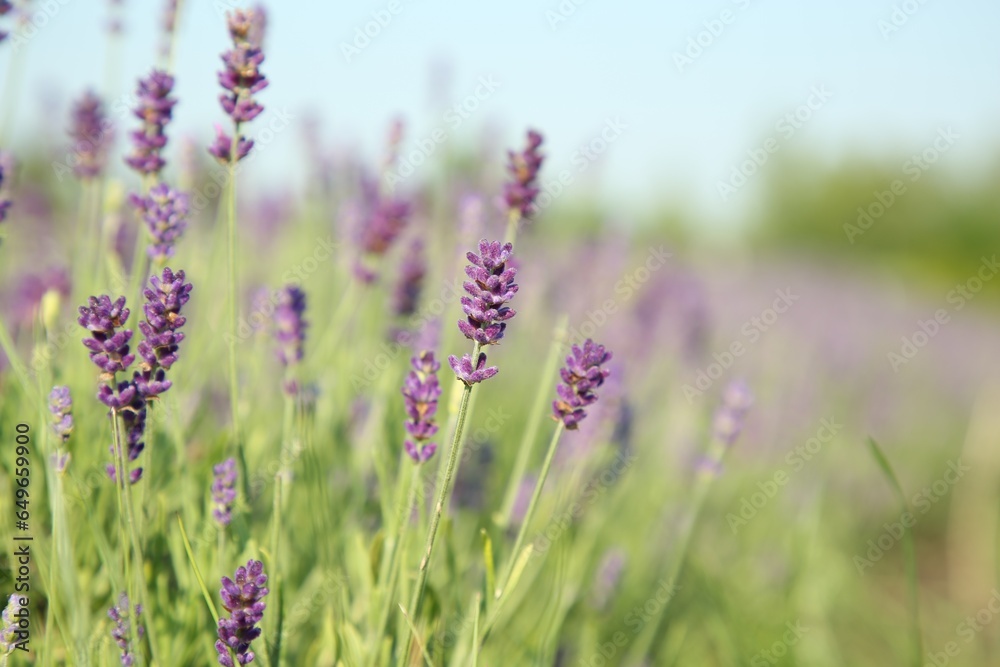 Obraz premium Beautiful blooming lavender growing in field, closeup. Space for text