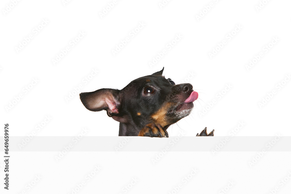 One adorable Prague ratter with tongue sticking out posing isolated over white studio background. Beauty, animal health, happiness, care concept
