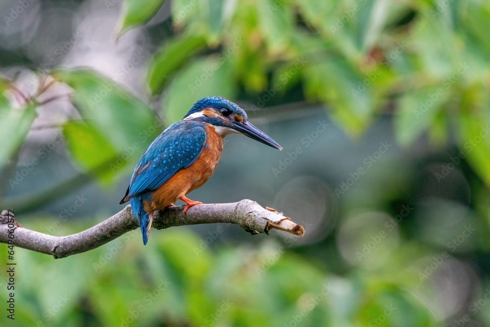Colorful king fisher bird on a branch of a tree waiting to catch a fish in the Netherlands. Green leaves in the background.