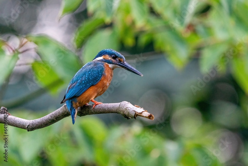 Obraz na płótnie Colorful king fisher bird on a branch of a tree waiting to catch a fish in the Netherlands. Green leaves in the background. w salonie
