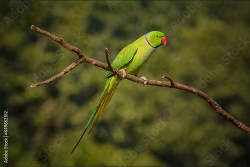 green winged parakeet