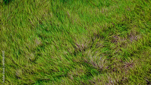Green grass background. Grass texture. Top view of a field of green grass.