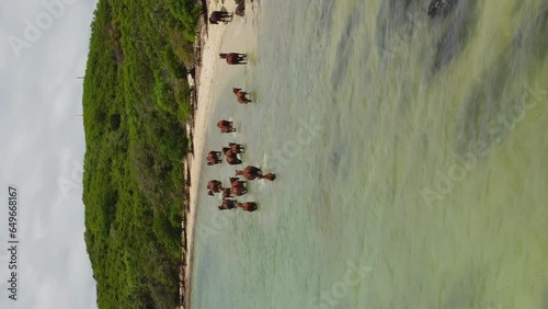 Vertical aerial parallax around wild horses in shallow water, New Caledonia north coast. photo