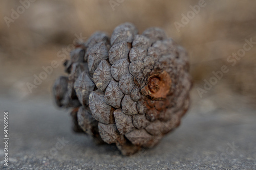 close up of a pine cone