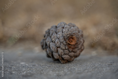 close up of a pine cone