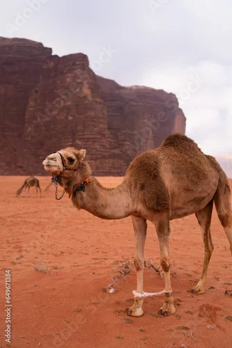 Fototapeta samoprzylepna Wielbłądy pasą się na pustyni Wadi Rum, Jordania