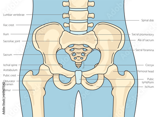 Pelvis bones structure scheme diagram schematic vector illustration. Medical science educational illustration