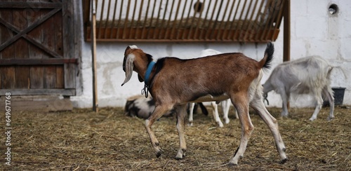 Fototapeta Naklejka Na Ścianę i Meble -  goats in the farm