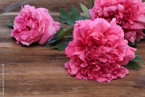 Red tree peony on wooden background, lat. Paeonia suffruticos. photo