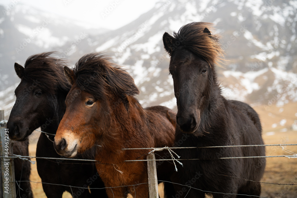 Portret koni (kucy) islandzkich - obrazy, fototapety, plakaty 