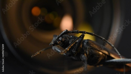 Macro video of cerambyx cerdo great capricorn beetle with lens and changing studio lighting footage photo