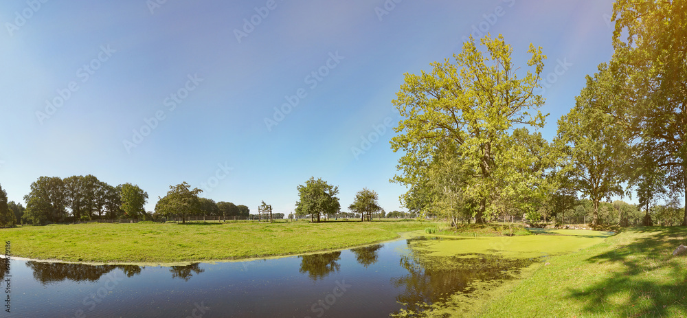 Duck Lake with Duckweed in Summer with Sun Beams - Panorama Duck Lake with Duckweed in Summer with Sun Beams - Panorama