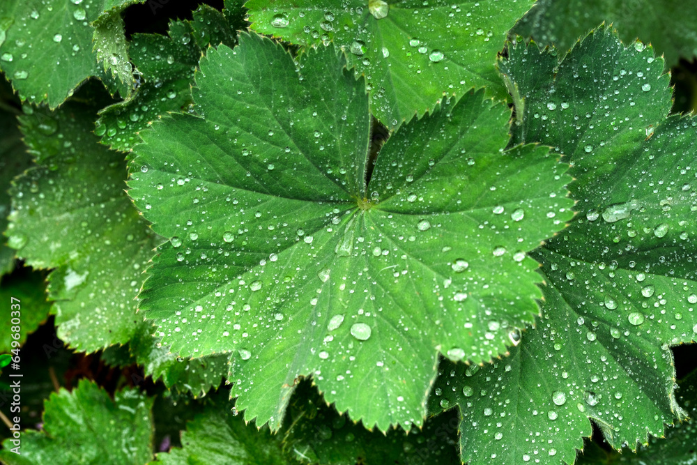 Alchemical, Lady's mantle green with drops on it Alchemical, Lady's mantle green with drops on it