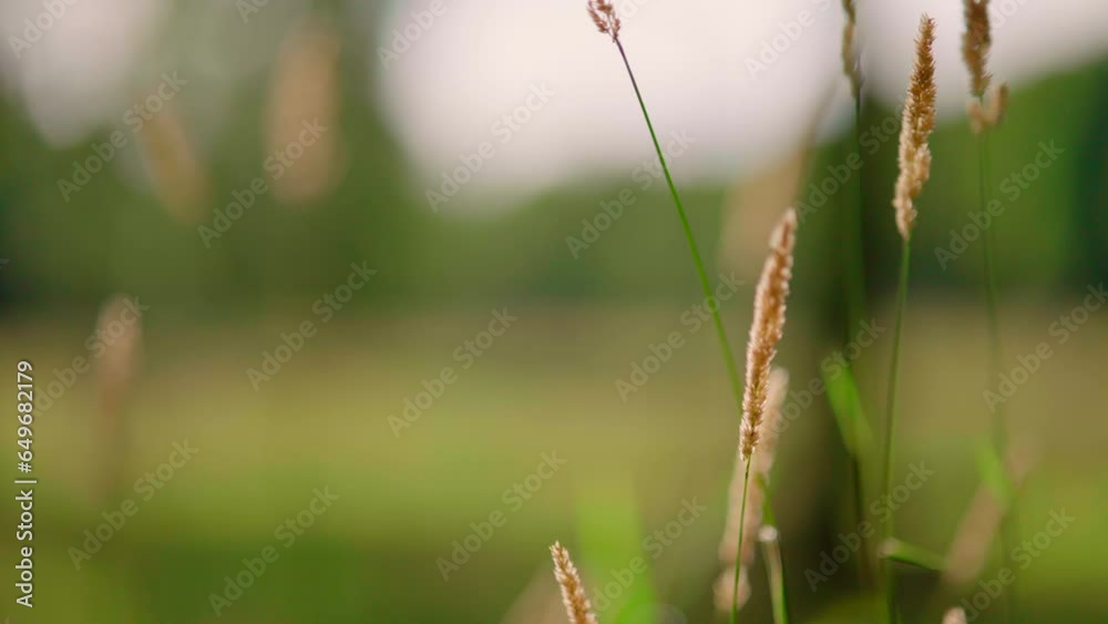 straw grass in the wind on a field straw grass in the wind on a field
