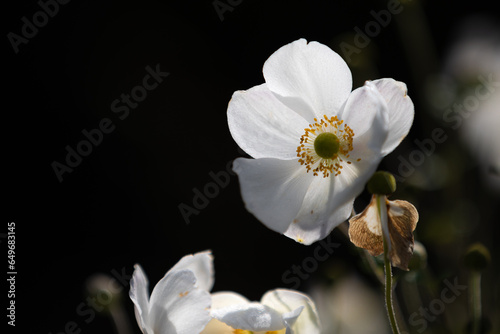 Close-up of white Japanese anemone blossoms  anemone hupehensis  with blurry foreground and background