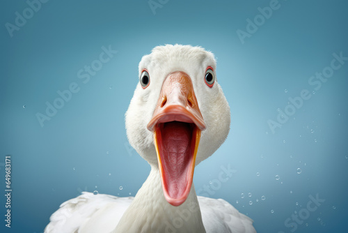 Portrait of a surprised goose on isolated background