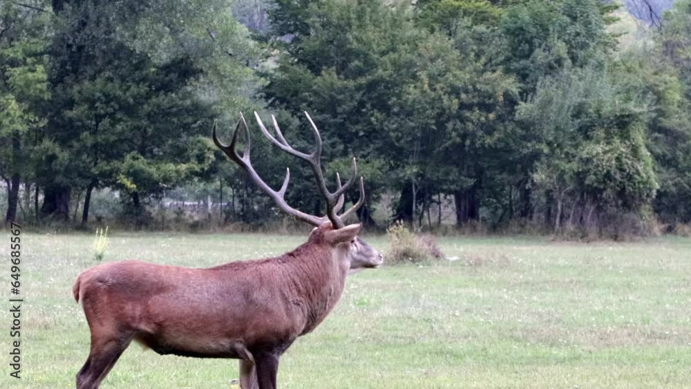 Deer standing in a field with trees, male red deer trophy in summer standing in a field with anthler horn on. Red deer in Abruzzo, tourism and wildlife, tourist observation of deer in autumn mountains Deer standing in a field with trees, male red deer trophy in summer standing in a field with anthler horn on. Red deer in Abruzzo, tourism and wildlife, tourist observation of deer in autumn mountains