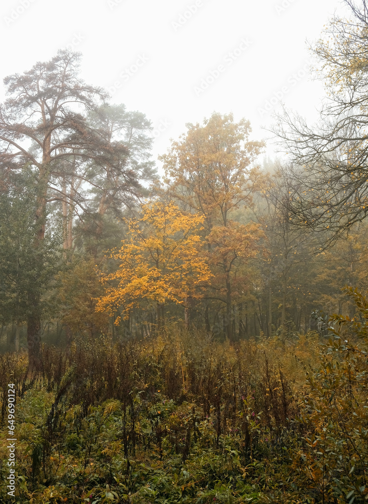 autumn abstract forest background. foggy day in nature. late fall season. wet cold fog weather. Misty landscape with autumnal foliage trees, natural abstract backdrop.