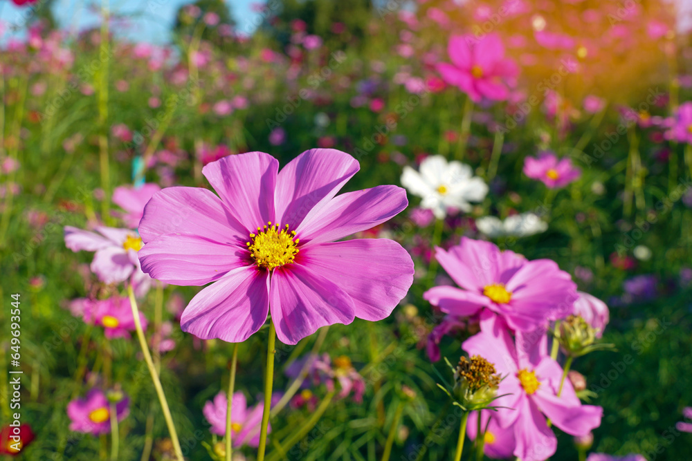 Field of colorful cosmos flowers on the background of evening sky.The inflorescences sway, swaying in the wind, looking beautiful. Field of colorful cosmos flowers on the background of evening sky.The inflorescences sway, swaying in the wind, looking beautiful.