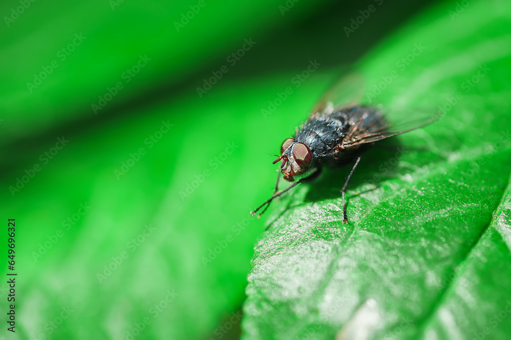 Fototapeta premium House fly, Fly, House fly on leaf..