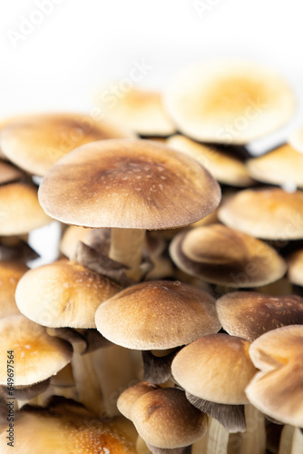 Many mushrooms of the species Psilocybe cubensis Argentina on a white background.