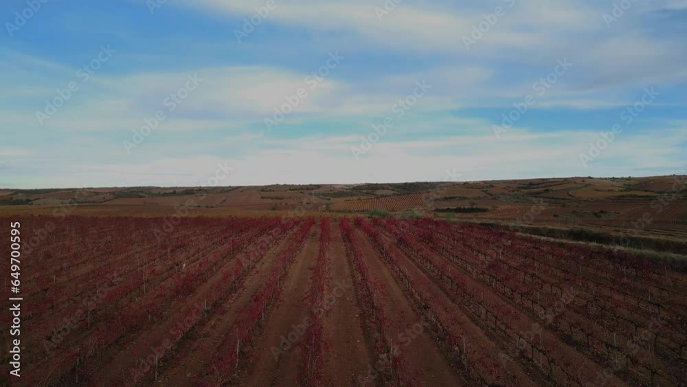Aerial view of vineyards in autumn with reddish and yellow vine leaves. View with speed ramp in the central section. Aerial view of vineyards in autumn with reddish and yellow vine leaves. View with speed ramp in the central section.