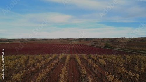Aerial view of vineyards in autumn with reddish and yellow vine leaves. 