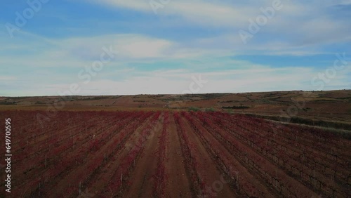Aerial view of vineyards in autumn with reddish and yellow vine leaves. View with speed ramp in the central section.