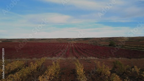 Aerial view of vineyards in autumn with reddish and yellow vine leaves.