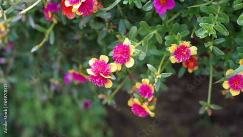 pink flowers in the garden