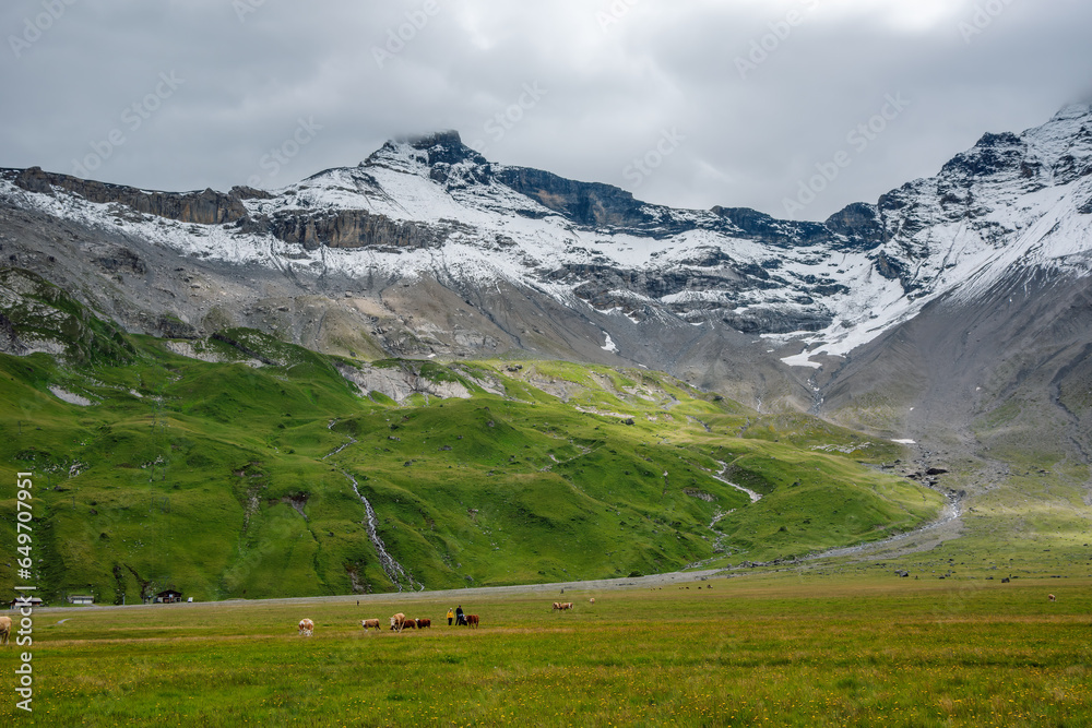 Swiss Alps in the summer. Highest pasture of western Swiss Alps in summer. The Engstligenalp is a plateau of the western Swiss Alps. It lies south of Adelboden, Switzerland. Swiss Alps in the summer. Highest pasture of western Swiss Alps in summer. The Engstligenalp is a plateau of the western Swiss Alps. It lies south of Adelboden, Switzerland.