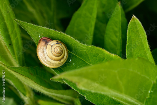 snail on a leaf, closeup