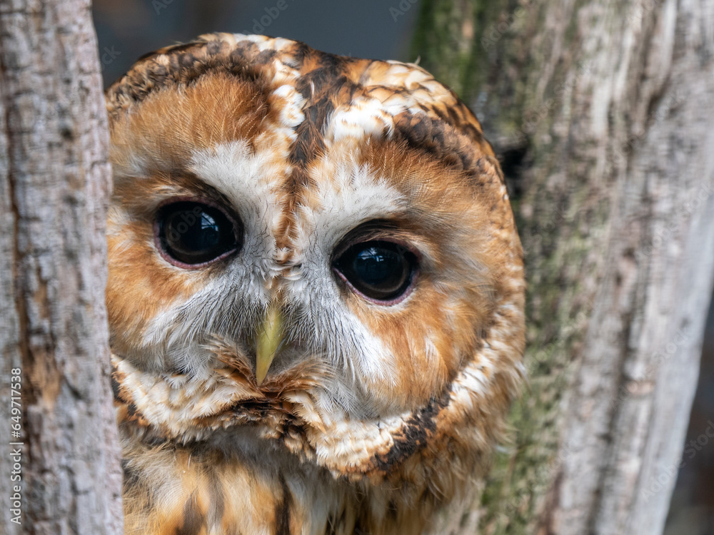 Tawny Owl Head Close Up
