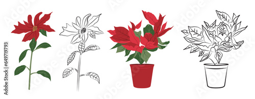 A collection of poinsettia illustrations, including hand-drawn black and white line art.