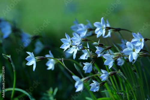 春の花
